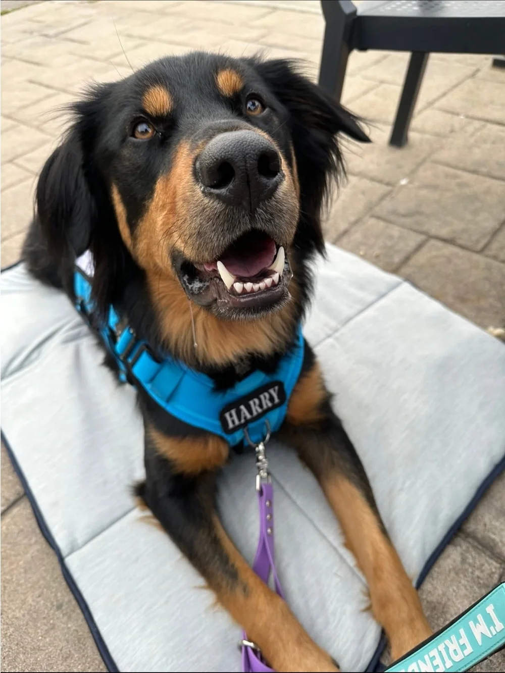 Large Blue Tactical Dog Harness - Perfect for Service or Therapy Dogs